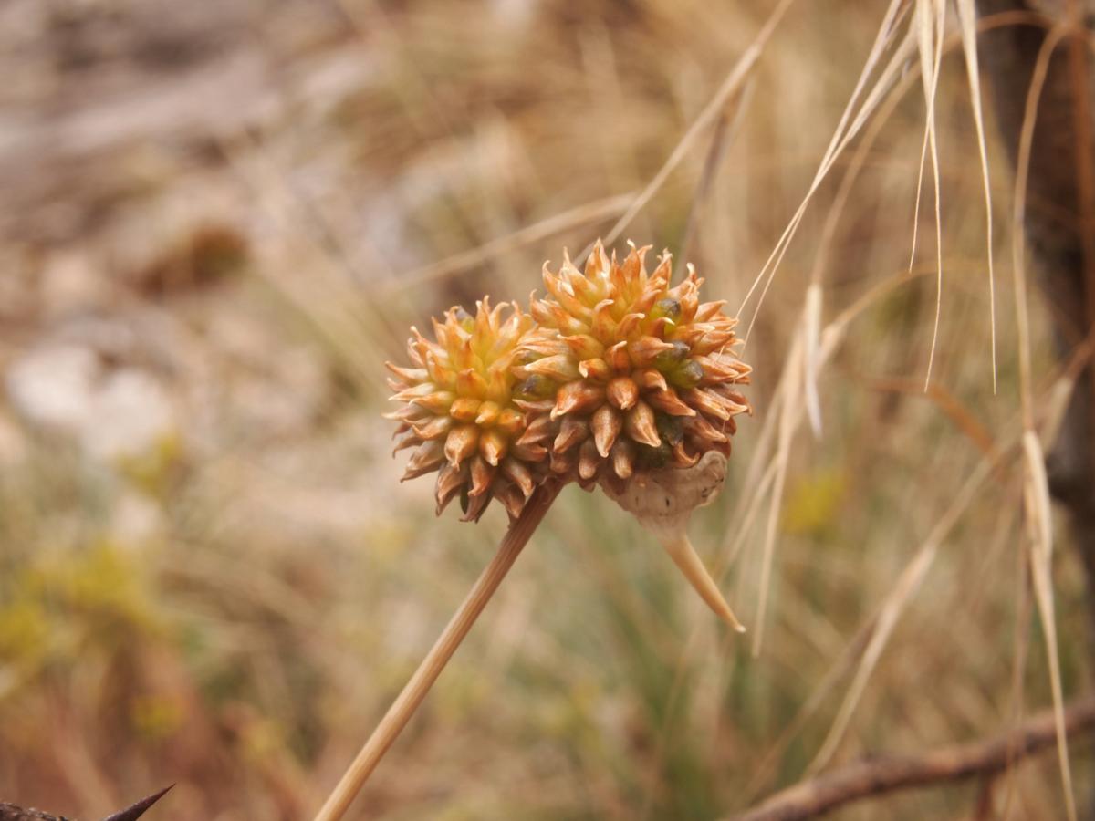 Leek, Round-headed fruit